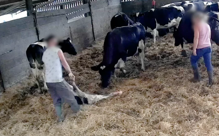 Dairy calf being seperated from their mother